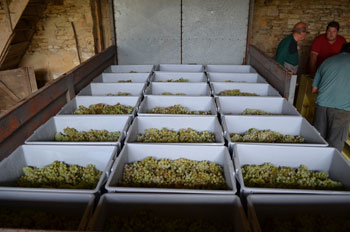 Harvest at Domaine Chante l'Oiseau